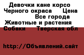 Девочки кане корсо. Черного окраса.  › Цена ­ 65 000 - Все города Животные и растения » Собаки   . Тверская обл.